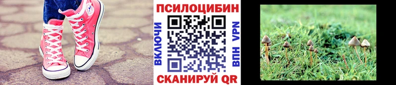Купить где  Ртищево  Псилоцибиновые грибы MAGIC MUSHROOMS 
